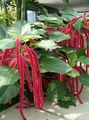   red Indoor Plants, House Flowers Cat Tail, Chenille Plant, Red Hot Cattail, Foxtail, Red Hot Poker shrub / Acalypha hispida Photo