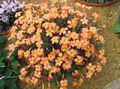   orange des fleurs en pot Oxalis herbeux Photo