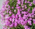   rózsaszín Ház Virágok Oxalis lágyszárú növény fénykép