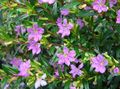   leylak Kapalı bitkiler, Evin çiçekler Sigara Bitki çalı / Cuphea fotoğraf