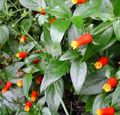   κόκκινος Εσωτερικά λουλούδια Καλαμπόκι Καραμέλα Αμπέλου, Φυτών Πυροτέχνημα αναρριχώμενα / Manettia φωτογραφία