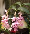   pink Indoor Plants, House Flowers Showy Melastome shrub / Medinilla Photo