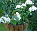   blanc des fleurs en pot Géranium herbeux / Pelargonium Photo