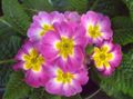 Photo Primula, Auricula Herbaceous Plant description