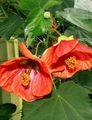   rouge des fleurs en pot Floraison Érable, Pleurs, Lanterne Chinoise des arbres / Abutilon Photo
