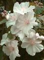   white Flowering Maple, Weeping Maple, Chinese Lantern tree / Abutilon Photo