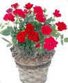   red Indoor Plants, House Flowers Rose shrub Photo