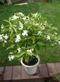   beyaz Kapalı bitkiler, Evin çiçekler Tabernaemontana, Muz Çalı çalı fotoğraf