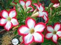   red Indoor Plants, House Flowers Desert Rose tree / Adenium Photo