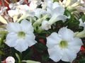   white Indoor Plants, House Flowers Desert Rose tree / Adenium Photo