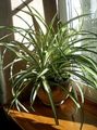   bont Spin Plant / Chlorophytum foto
