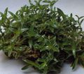   绿 室内植物 露水草 / Cyanotis 照