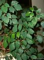   tamsiai žalia Vidinis augalai Vynuogių Gebenės, Ąžuolo Lapų Gebenės / Cissus Nuotrauka