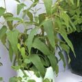   green Indoor Plants Gum Tree / Eucalyptus Photo