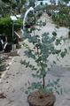   緑色 屋内植物 ゴムの木 / Eucalyptus フォト
