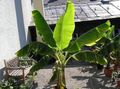   zelená Pokojové rostliny Kvetoucí Banán stromy / Musa coccinea fotografie