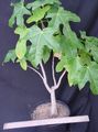   grön Krukväxter Brachychiton träd Fil