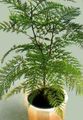   绿 室内植物 银桦 树 / Grevillea 照