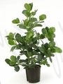   緑色 屋内植物 バルサムアップル 木 / Clusia フォト