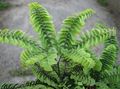 Photo Maidenhair Fern Herbaceous Plant description
