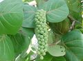   grön Krukväxter Sea Grape träd / Coccoloba Fil