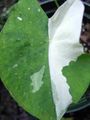 Photo Colocasia, Taro, Cocoyam, Dasheen Herbaceous Plant description