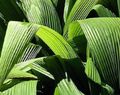 Photo Curculigo, Palm Grass Herbaceous Plant description