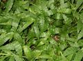   მწვანე შიდა მცენარეები მრავალფეროვანი Basketgrass / Oplismenus სურათი
