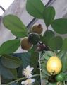   groen Kamerplanten Guave, Tropische Guave boom / Psidium guajava foto