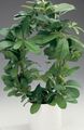   緑色 屋内植物 猿ロープ、野生ブドウ / Rhoicissus フォト