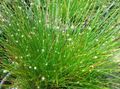   зелений Кімнатні Рослини Очерет (Ізолепіс, Волосяна Трава) / Isolepis cernua, Scirpus cernuus Фото