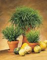 Photo Miniature Bamboo Herbaceous Plant description