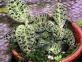 Photo Macodes Herbaceous Plant description