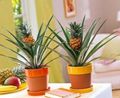  green Indoor Plants Pineapple / Ananas Photo