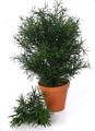   mörk-grön Krukväxter Japansk Idegran träd / Podocarpus Fil