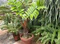   მწვანე შიდა მცენარეები Florida მარანთა ხე / Zamia სურათი