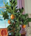   green Indoor Plants Sweet Orange tree / Citrus sinensis Photo
