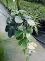   绿 室内植物 板栗藤 藤本植物 / Tetrastigma 照