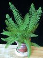   πράσινος Εσωτερικά φυτά Ξίφος Φτέρη / Polystichum φωτογραφία