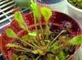 Photo Round-leaved sundew Herbaceous Plant description