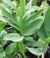   zöld Szobanövények Cardamomum, Elettaria Cardamomum fénykép