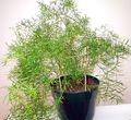   green Indoor Plants Asparagus Photo