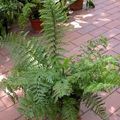  green Indoor Plants Spleenwort / Asplenium Photo