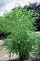 Photo Bamboo Herbaceous Plant description