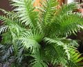   green Indoor Plants Hard Fern / Blechnum gibbum Photo