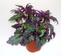 Photo Purple Velvet Plant, Royal Velvet Plant  description