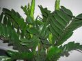   dark green Indoor Plants Fat Boy / Zamiaculcas zamiifolia Photo