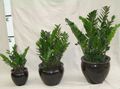   verde inchis Plante de Interior Baiat Gras / Zamiaculcas zamiifolia fotografie