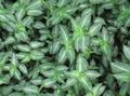   ჭრელი შიდა მცენარეები Callisia, ბოლივიური ებრაელი სურათი
