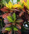 Photo Croton Herbaceous Plant description